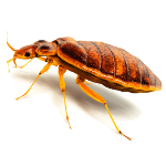 adult bed bug-pest control