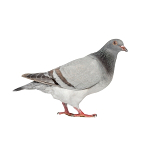 pigeon-bird control