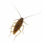 German cockroach-cockroach control