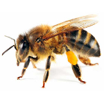 honey bee-removal-phoenix