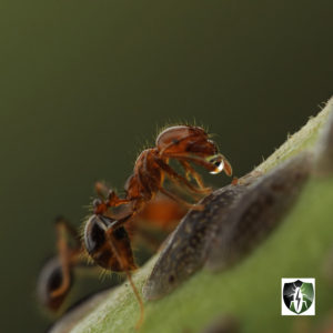 ant control: ant on a green stem of a plant in Scottsdale, AZ