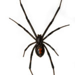 black widow spider pest control