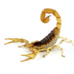 Arizona bark scorpion pest control