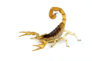 Desert Hairy Scorpion-pest control