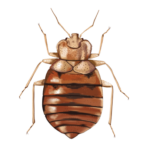 bed bug treatment phoenix-how to get rid of bed bugs