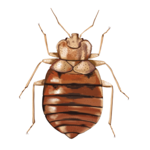 bed bug: how to get rid of bed bugs-bed bug treatment phoenix