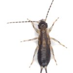 Earwig residential pest control solutions in Phoenix and Scottsdale.