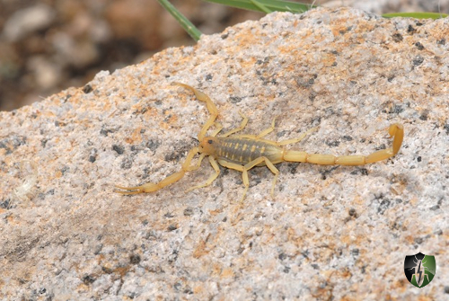 Free Pest Control Estimate: Arizona Bark Scorpion on a rock in Arizona