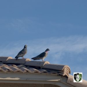 Commercial Pest Control: pigeons perched on a roof in Scottsdale, Arizona